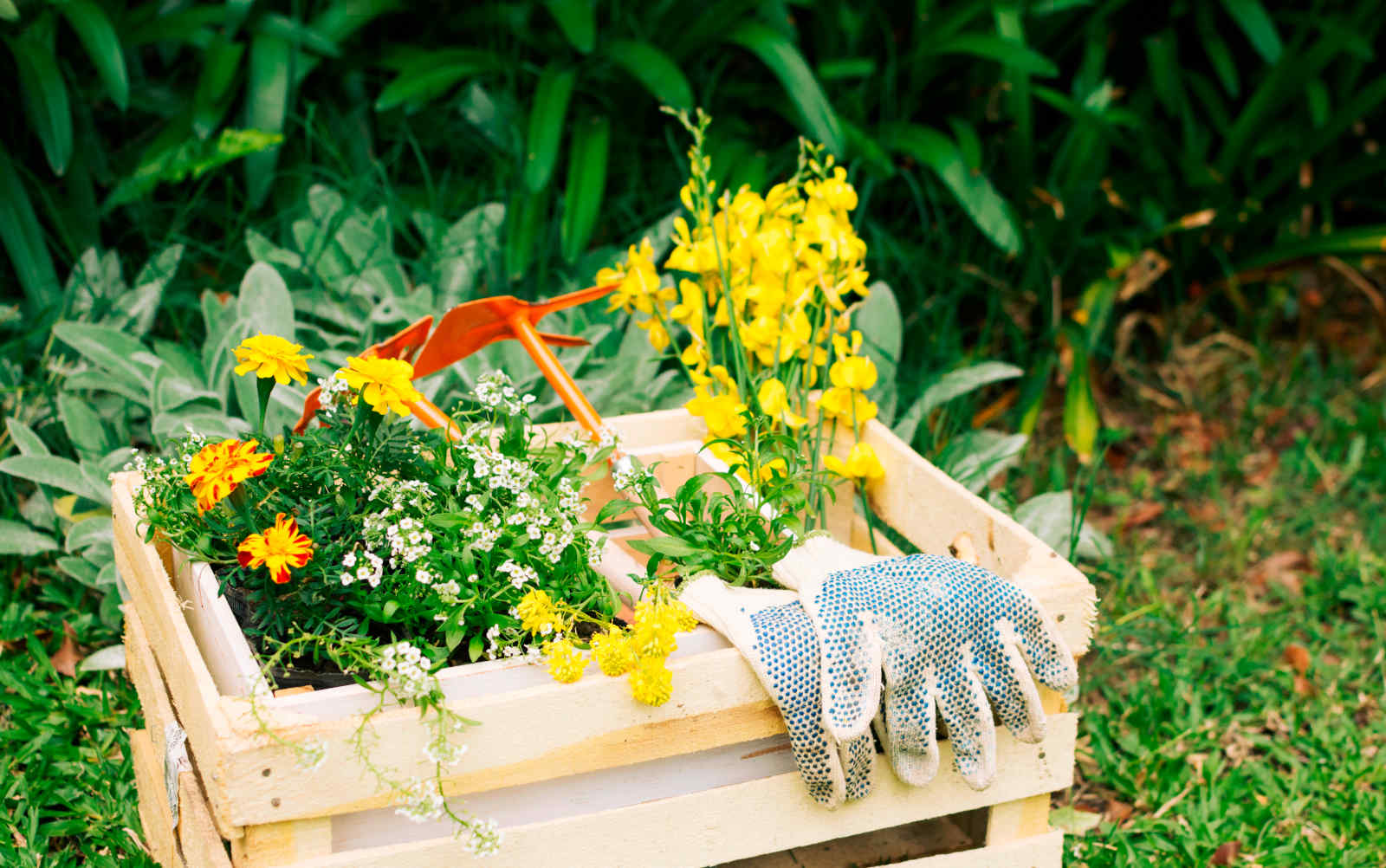 Symbolbild für Gartengestaltung:Aufnahme einer Holzkiste mit Pflanzen und Gartenwerkzeug sowie Gartenhandschuhen
