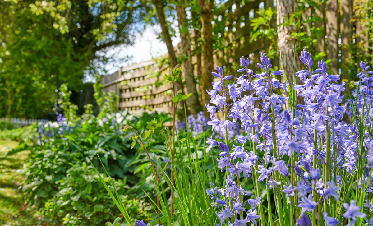 Ansicht einer lila blühenden Pflanze in einem grünen Garten